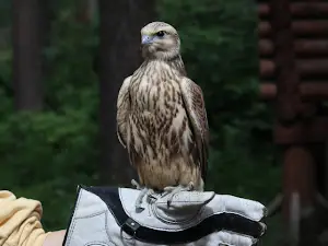 Kholzan, Pitomnik