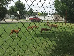 Dale Elliott Deer Park