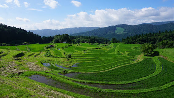 Bekku Rice Terrace