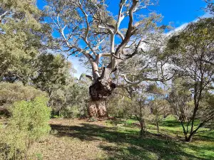 Worlds End Gorge (Burra Creek)