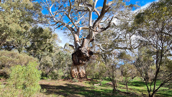 Worlds End Gorge (Burra Creek)