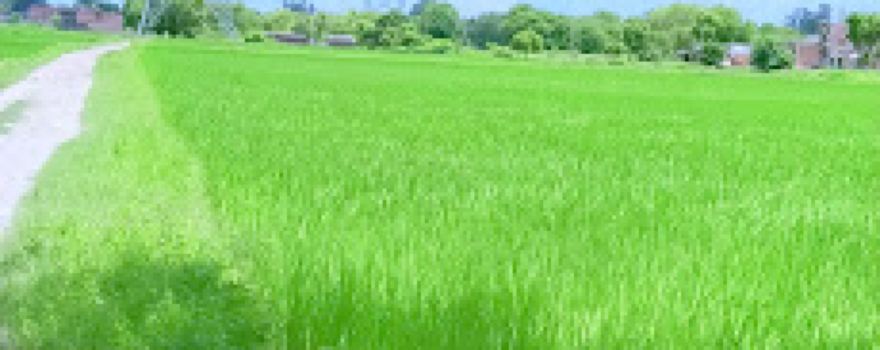 Beerapur (Badi ka pura)