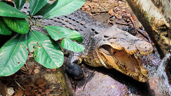 Phang Nga Wildlife Animal Sanctuary