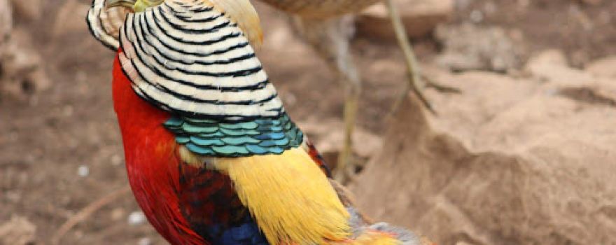 Rizqallah Zoo