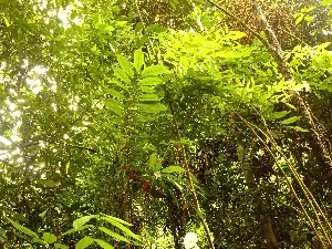 DESA BANDAN BIKIS/BEBATU KEBUN