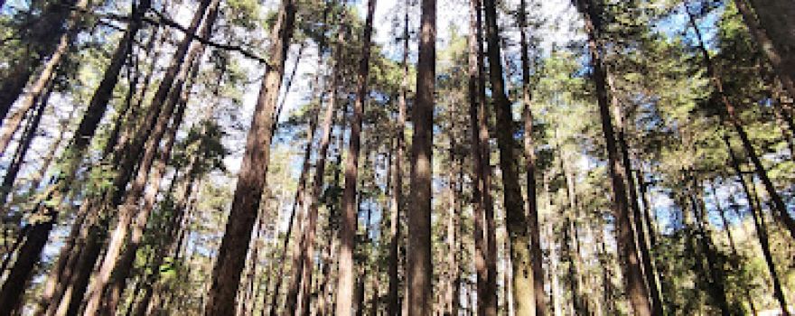 Estatal Bosque El Hiloche Park