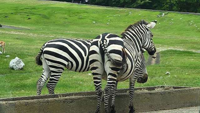 サファリランドふれあい広場