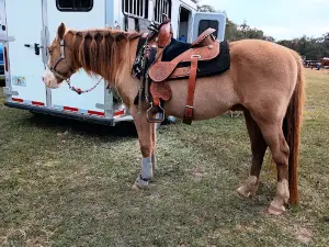 Williston Horseman's Park