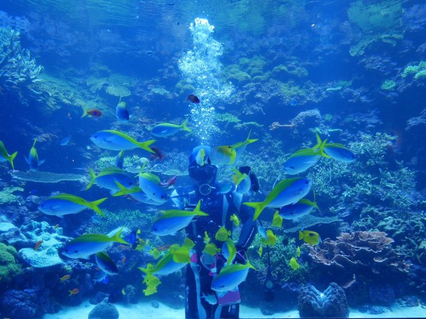 大分マリーンパレス水族館「うみたまご」(即日発券)