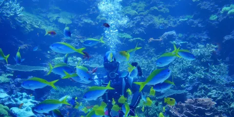 大分海洋宮殿水族館 海之卵門票嬰兒(4至5歲)