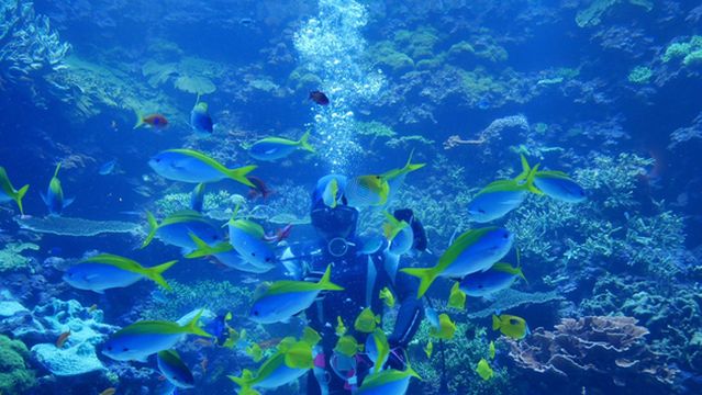 Oita Marine Palace Aquarium "Umitamago"