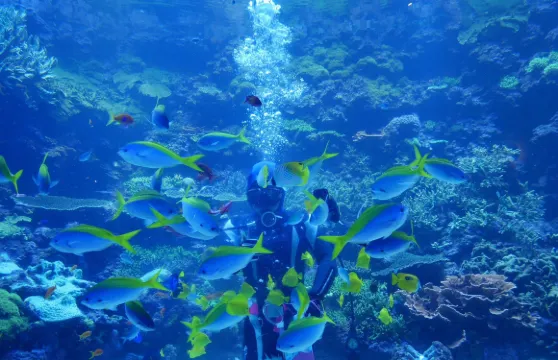 大分海洋宮殿水族館 海之卵門票長者（70歲或以上）