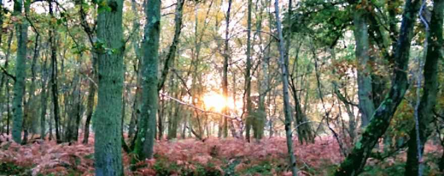 Lower Eversley Copse