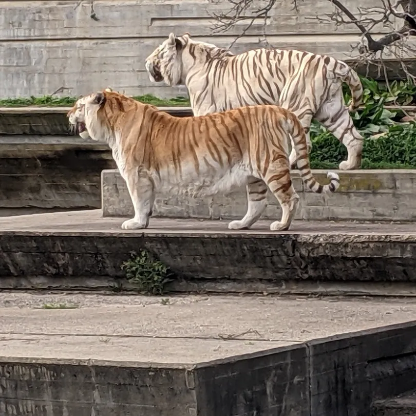 5_Zoo Aquarium de Madrid