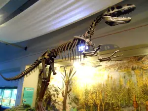 World Museum