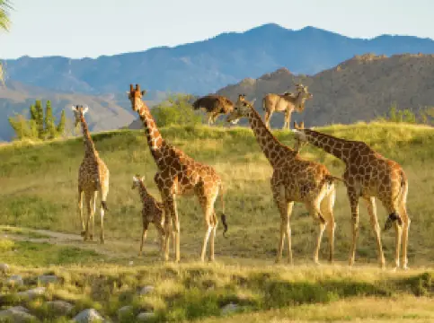 더 리빙 데세르 주 앤드 가든스