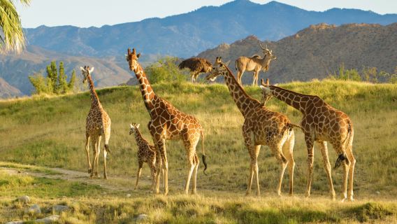 The Living Desert Zoo and Gardens