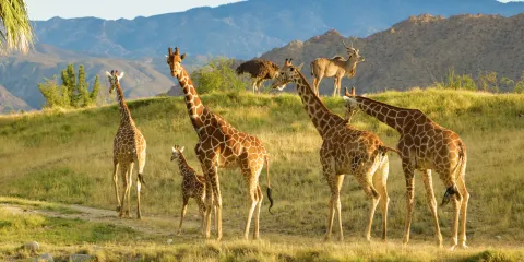 拉斯維加斯棕櫚泉