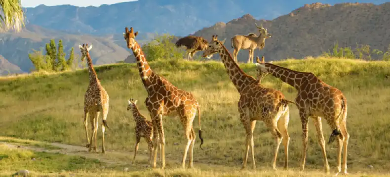 棕櫚沙漠城酒店