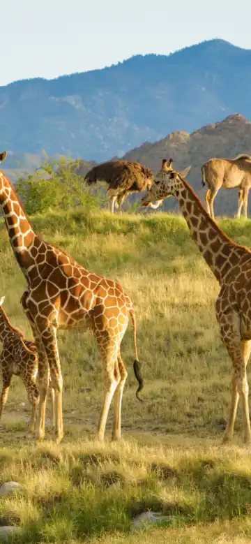 โรงแรมในปาล์มดีเซิร์ท