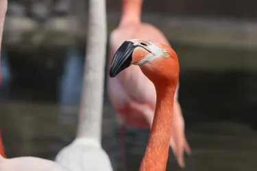 Zoo Queretaro Wameru