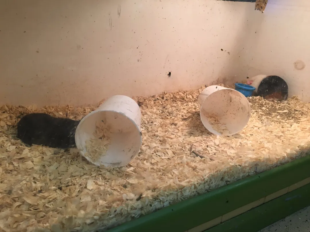 4_Hovatter's Wildlife Zoo
