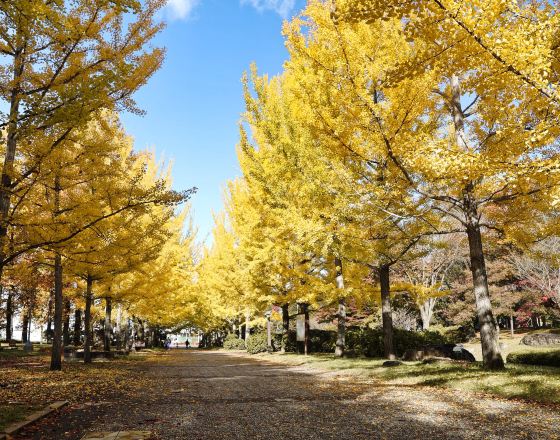 天童市 自由行套票