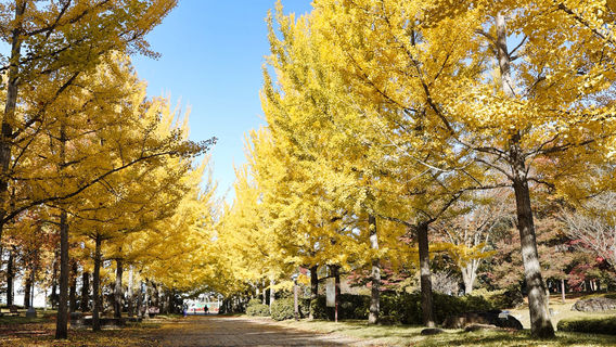 Yamagata Prefectural Sports Park