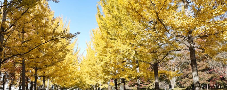 山形県総合運動公園