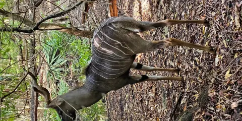 哈勒公園