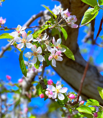 Boa Vista Orchards
