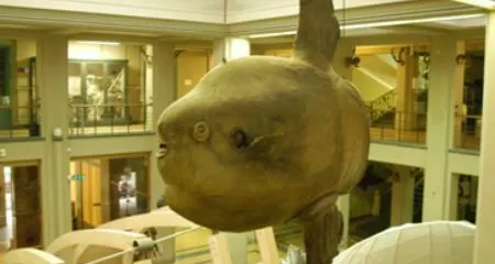 生物標本博物館