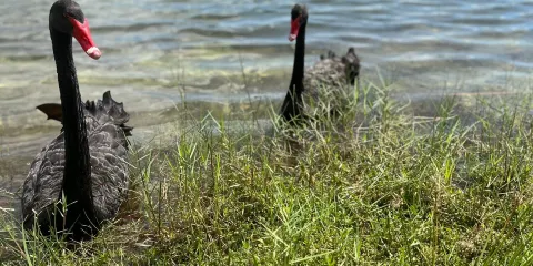 熱帶公園