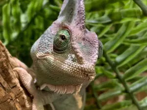 Shoalhaven Zoo And Adventure World