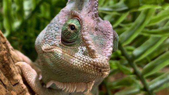 Shoalhaven Zoo And Adventure World