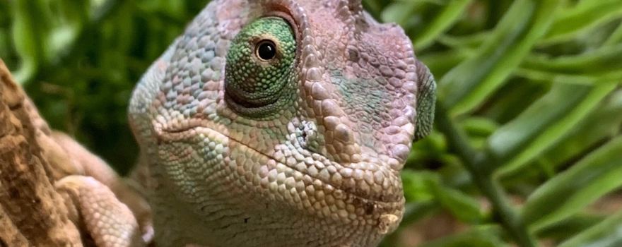 Shoalhaven Zoo And Adventure World