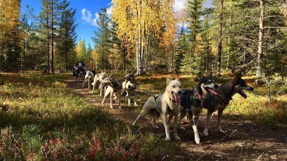 Arctic Husky Farm