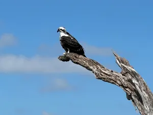 Parco nazionale delle Everglades