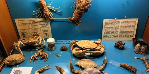 羅德島水族館