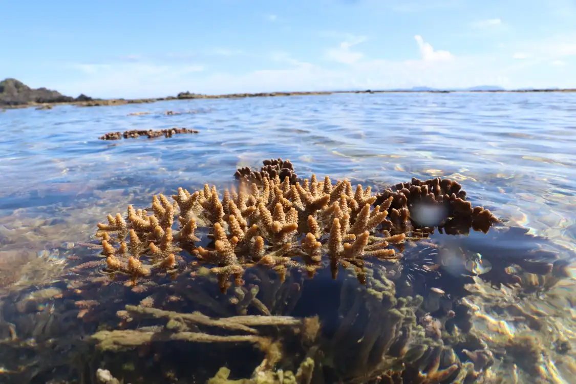 畔海岸附近的飯店