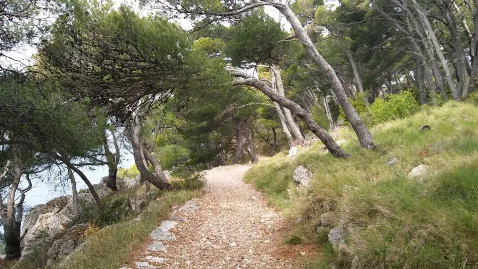 4_Osejava Forest Park