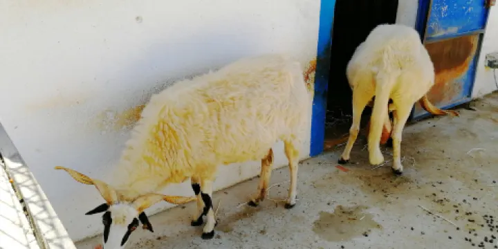 Quinta Pedagógica de Portim?o