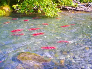 Kenai Backcountry Adventures