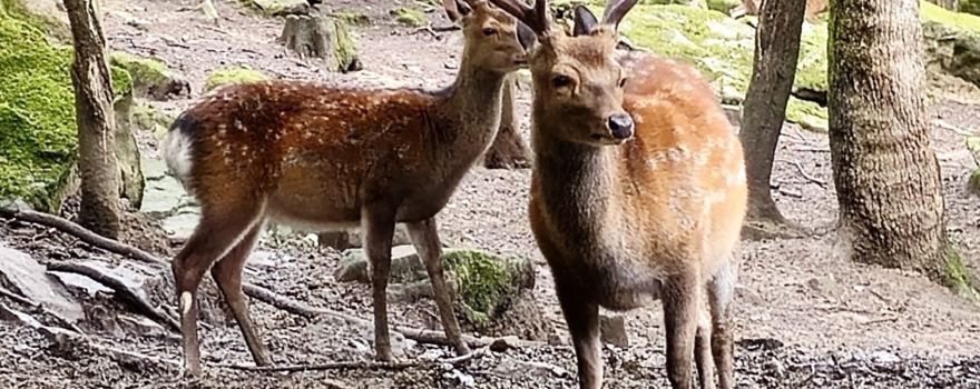 Parc Animalier de Fougerolles - Saint-Valbert