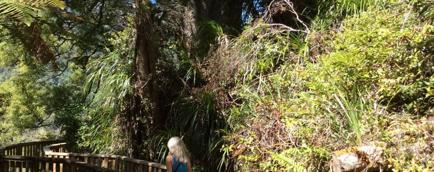 Square Kauri Tree
