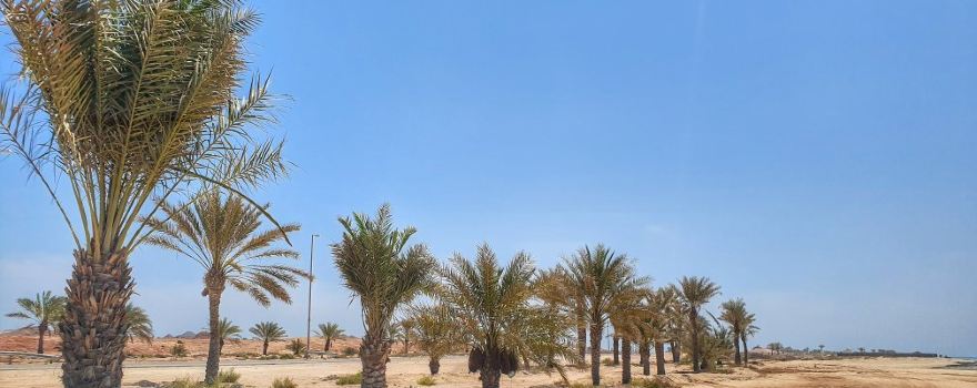 Dalma Island