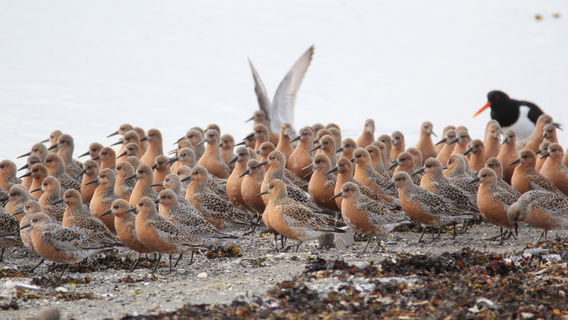 Balsfjord Fjord Museum and Wetlands Center