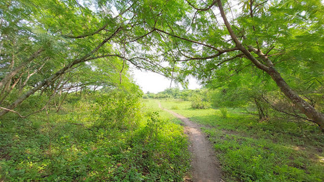 Crocodile Pass - Kubo