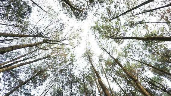 WISATA ALAM BUKIT ASRI KERTO JOYO
