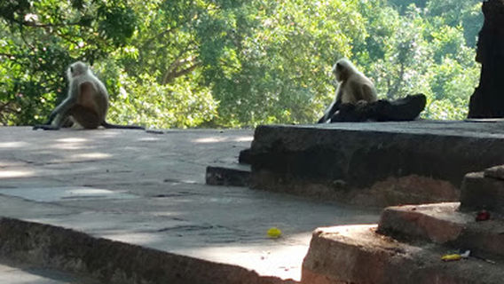 चंडी माता मंदिर Narahat